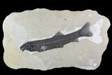 Notogoneus Fossil Fish (Scarce Species) - Wyoming #107874-1